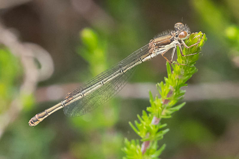 Ceriagrion tenellum female melanogastrum-223618.jpg